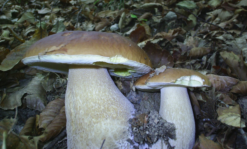 Intossicazioni o avvelenamenti causati da funghi: sportello Asl Al di consulenza per i raccoglitori